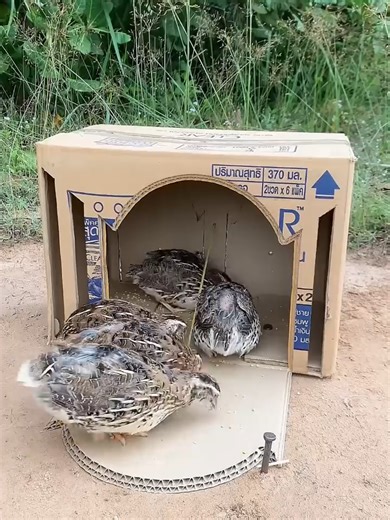Creative DIY Bird Trap Ideas 🐦 🦜 🕊️💡 How to build unique bird traps using cardboard, rope, holes, loops, and other simple tools — perfect for quail, pigeon, and parrot setups. This brilliant underground quail trap is built entirely with a simple cardboard box — yet it works like
