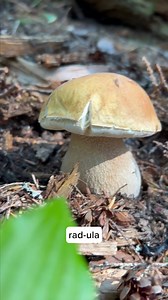 27K views · 384 reactions | Chase Beathard, a Senior Research Scientist and Associate Director of R&D at Fungi Perfecti, finds a King Bolete while out in the forest with the R&D Team for a group foray! #bolete #kingbolete #foraging #mushroomeducation #mycology #nature | Fungi Perfecti | Facebook