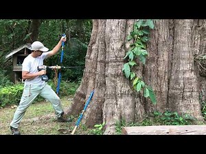 Sampling 12 mm cores from big teak trees using Smartborer (do this at your own risk)