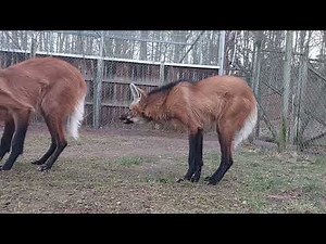 Maned wolves with cub at Nordens Ark