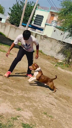 Dollar like, subscribe, comment #doggielife #youtubelife #pitbull