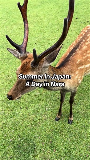I also slipped on deer poop upon arrival so that was cool 🥲 apart from that 10/10 experience #Nara #Japan #deer #fyp