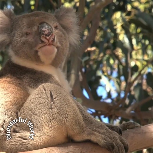 1.9K views · 46 reactions | Koala | Wonderful World | Facebook