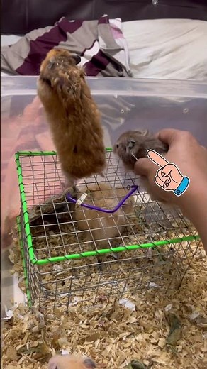 Meet my hamster family 🐹💖 | All names reveal 😍 #hamster #pets
