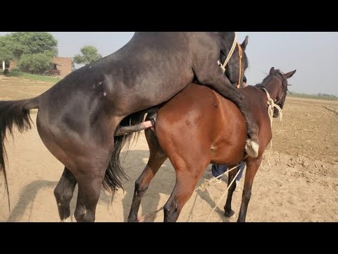 Beautiful Good Horse