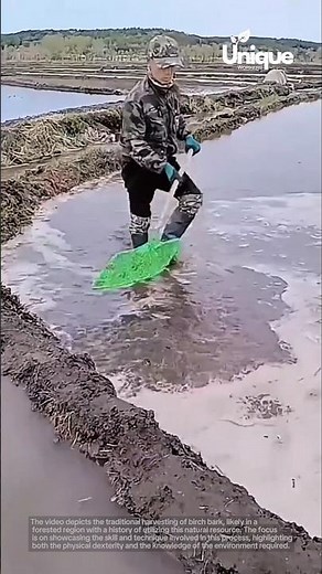 Preparing rice paddies: traditional farming techniques