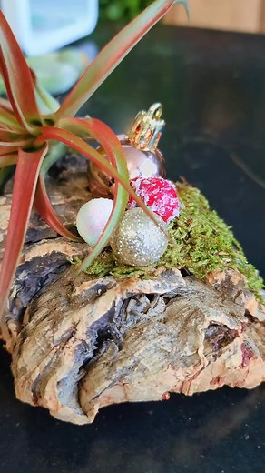 14 reactions | Come out on Black Friday and make a Holiday Air Plant Holder with us! Or you can get a pre-made one for a great gift!  | Eccentric Garden Plant Shop | Facebook