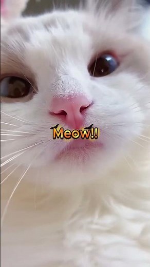 Cat Saying Meow Meow 🐱 | The Cutest Talking Cat Ever! 😻
