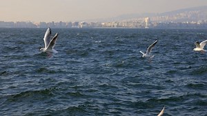 Seagulls, Bird, Fly. Free Stock Video