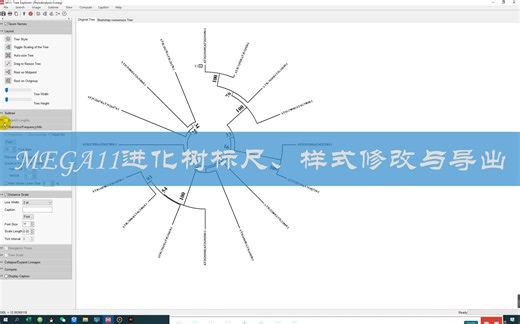 MEGA11进化树标尺、样式修改与导出