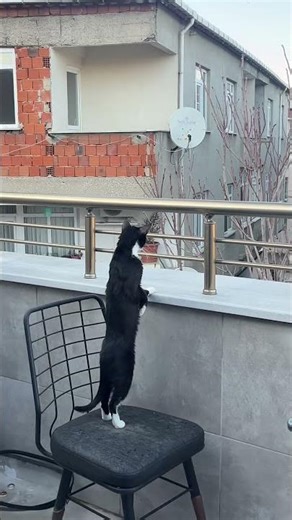 Caught red-handed 👀 #cats #catvideos #kitten #cuteanimal