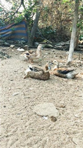 Female indian runner duck in my farm #duckfarm #cuteanimal #ducklife #animals #ducklings #babyduck