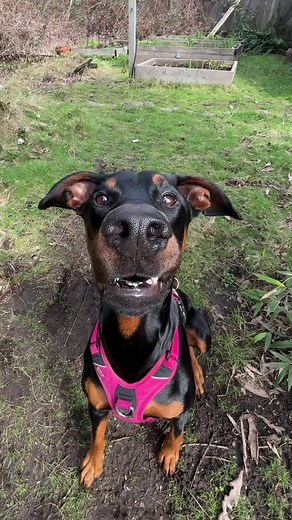 Cowboy the guard dog 💗💗 #dogs #doberman #funnydog #dogsofttiktok his harness is from @BullyBillows