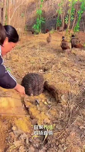 Ecological Free-Range Farming: Real-Life Insights for Modern Farmers