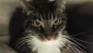 1.5K views · 62 reactions | RESCUED! :) PLEASE HONOR YOUR PLEDGES!...