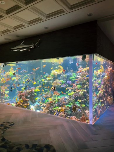 Crystal Clear Reef Tank 🪸 #reeftank #aquariumsoftiktok #saltwateraquarium