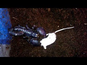 Emperor scorpion eats mouse