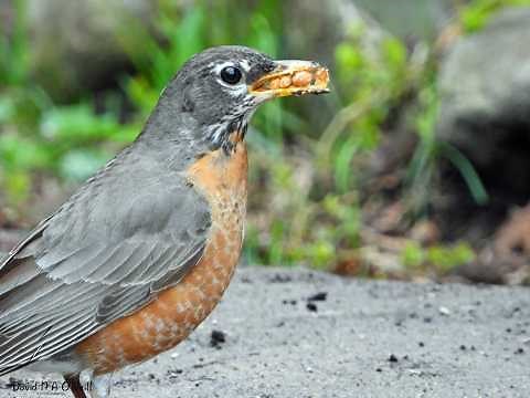 'A' for American Robin: How to Attract American Robins in Winter | Bird Feeding Tips