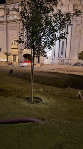 Mira mira, han plantado un arbol en la Plaza del Pilar de Zaragoza. 🙆📸 #dstylezgz #Zaragoza | DStyleZgz