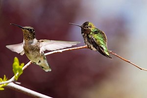 What Is The Difference Between Male And Female Hummingbirds? 3 Big Giveaways – Hummingbirds Info