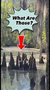 Our word for the day is boscoyo! Also if you like what’s going on in the background, check out our favorite band the lost bayou ramblers on Apple Music! #Louisiana #cajun #creole | La Louisiane