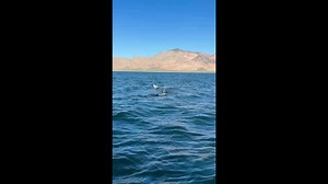 Seagull enjoys a free ride on a whale shark in Los Angeles Bay, California, USA