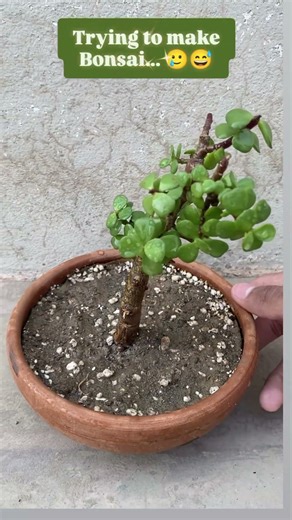 Trying to make Bonsai.. 🥲🥲🫠🙃😅Very first attempt 😁#jadebonsai #firstattempt #plantzone #bonsaiology.