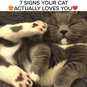 858K views · 10K reactions | Who says cats aren't affectionate? | BuzzFeed Animals | Facebook