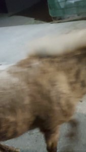 Last night we were called to a small pony with a head injury, when our volunteers went to her, they found a badly abused pony. She was rushed to Ballybrown vets for emergency treatment and pain relief. Pain relief was given antibiotics administered, eye swabbed clean and vet Carol already diagnosed the eye will have to be removed, as grossly infected and eyeball blown, stated this wee little girl was in horrific pain because of the eye. Rear leg swollen no obvious breaks probably from being jock