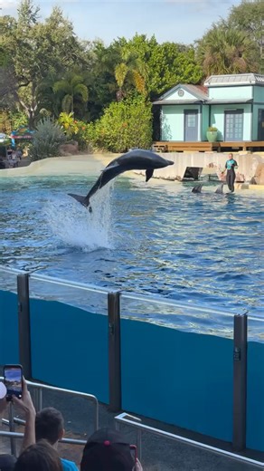 Dolphin adventures only here at SeaWorld Orlando #educational #fun #Conservation #seaworld | Travisandcousins