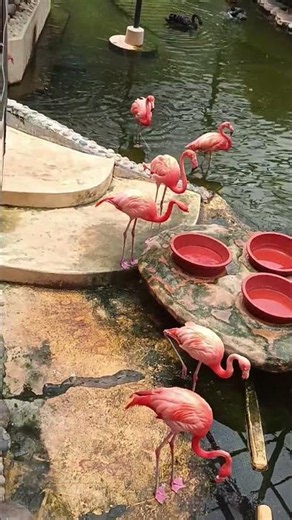 American Flamingo ❤️ #birds #botanicalhk #shortvideo