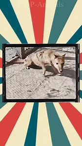 38K views · 1.4K reactions | Tasmanian Tiger đã tuyệtchủng  | T.T.P-Animals | Facebook