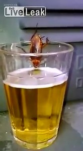 4.5K views · 59 reactions | Cockroach drinking beer | Thug Life Videos | Facebook