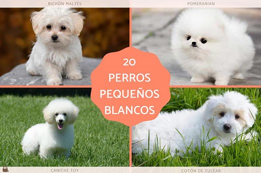 25 razas de perros pequeños blancos - ¡Descúbrelos!