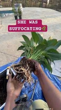 How to Repot a Root Bound Peace Lily (Step by Step)