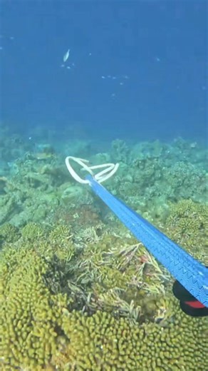 206K views · 2.5K reactions | Professional Girl Spearfish in the deep! #spearfishing #fishing #diving #sea #UnderwaterAdventure #highlights #fypシ | fishing Adventure TV | Facebook