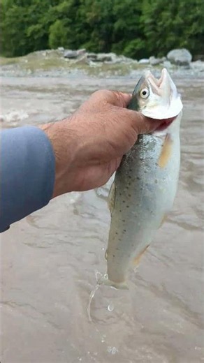 밀양강 지류 연밭 구멍 가물치 보셨나요? 🐠🎣