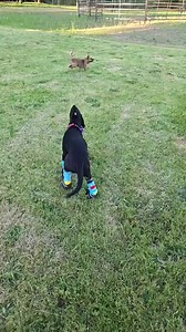 1.5K views · 88 reactions | Woods Creek Rescue on Reels | Facebook