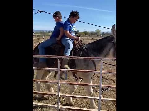 Mammoth Donkey for sale $15k obo