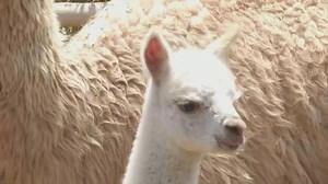 Baby alpaca and penguin chicks are newest additions to Peru zoo