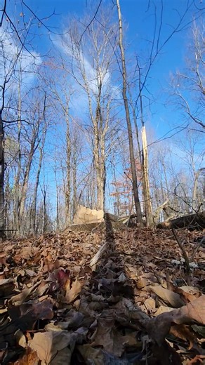 4.6K views · 47 reactions | Whats happening in the Northern Bush you ask? A one man show laying down and moving big timber like a Boss! #Adirondacks #Northcountrytimber #BLF #bbbaccredited #Husqvarna #underarmour | Bush logging & Forestry LLC | Facebook
