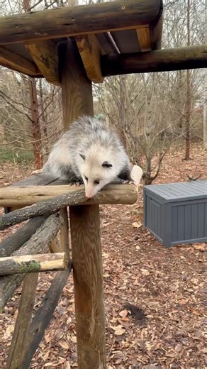 Ellie the 10-month-old orphaned opossum. | Cincinnati Zoo & Botanical Garden