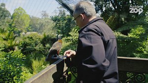 9.8K views · 221 reactions | Since becoming a zookeeper at ZSL London Zoo in the late 1980s to now - Auckland Zoo director Jonathan Wilcken has seen how zoos have changed over the years to become places where wildlife conservation is at the heart of everything we do. Zoos from around New Zealand are standing together and campaigning for mandatory labelling of palm oil and we want you to join our fight for wildlife! Ask for choice at unmaskpalmoil.com/aucklandzoo | Auckland Zoo | Facebook