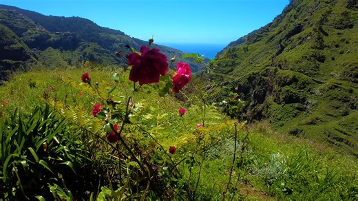 Is Madeira really safe? - 7 tourist mistakes to avoid