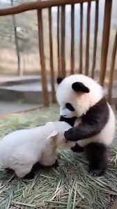 1.3M views · 71K reactions | Kindness and love between species 殺殺殺 #caring #panda #fluffy #pandas #cute #naturephotography #nature #care #beautiful #love #babypanda #babypandas #funnyanimals | Pandas, a Light In My Heart | Facebook