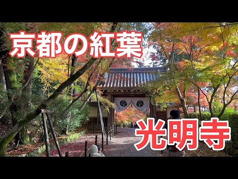 【京都の紅葉🍁の名所】モミジのトンネルの光明寺 Walk in Komyo-ji Temple,Kyoto 【4K】2022/11/24