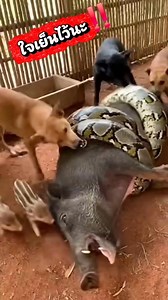 ทำใจดีๆไว้นะเดี๋ยวเราช่วยเอง🙀🐍🐕🐷A clever dog rescues a wild boar from a giant python. #gooddog #wildboar #animalrescue #animalprotection #aibvideo | เกษตรกรพอกะเทิน