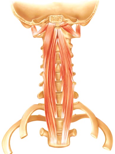 The deep neck flexor muscles—longus colli, longus capitis, rectus capitis anterior, and rectus capitis lateralis—are prevertebral muscles located anterior to the cervical spine, extending from the upper thoracic vertebrae to the atlas and occiput. They function to produce segmental cervical flexion, facilitate craniocervical nodding, and provide dynamic stabilization of the cervical spine during posture and movement. Dysfunction of these muscles is associated with chronic neck pain, forward head