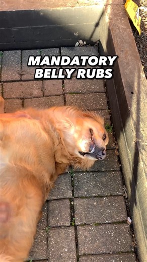 Owning a Golden: You don’t have a dog… your dog has you. | The Golden Kobe Family