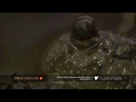 Mudskipper escapes crabs' clutches